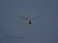 Glanslibellen [Cordulliidae]